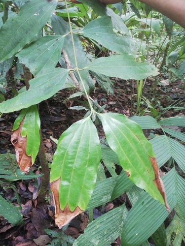 Caryodaphnopsis image