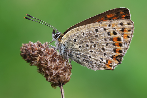 Sooty Copper