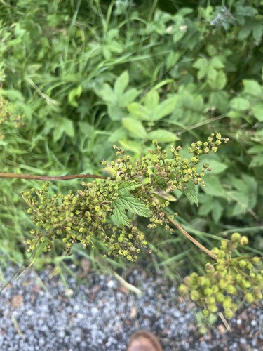 Meadowsweet