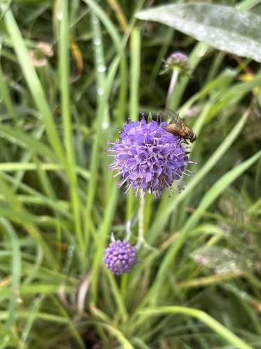 Devil's-bit Scabious