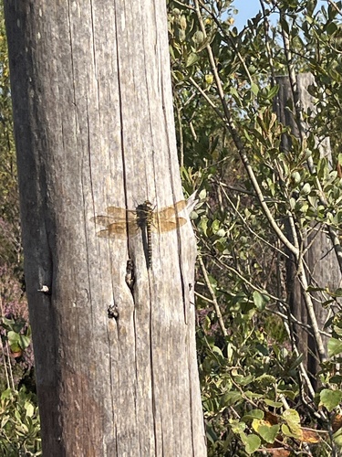 Brown Hawker