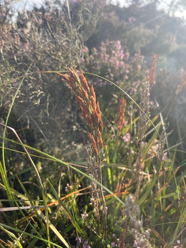 bog asphodel