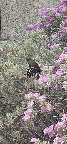 Pipevine Swallowtail