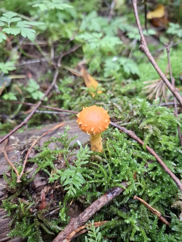 flaming scalycap
