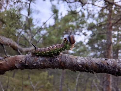 Pine Hawkmoth