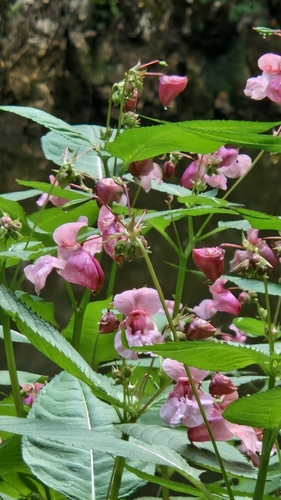 Himalayan balsam