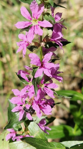 purple loosestrife