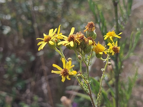 Hoary Ragwort