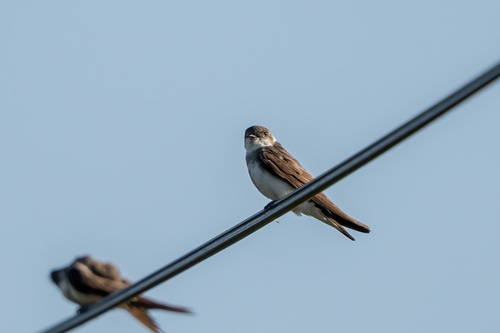 Bank Swallow
