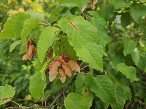 Tatarian Maple