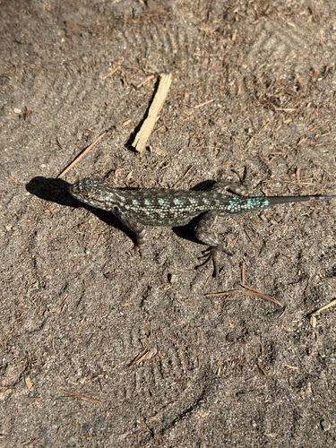 iNaturalist observation photo of Western Fence Lizard