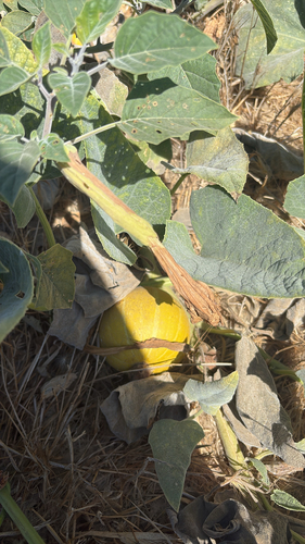 Buffalo Gourd