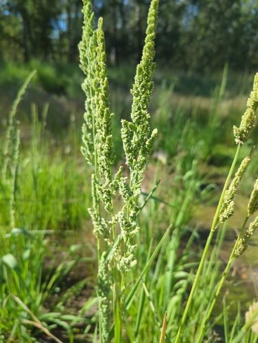 american slough grass