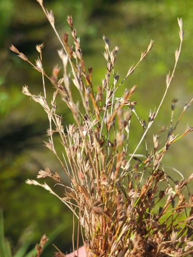 Toad rush