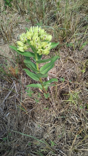 green antelopehorns