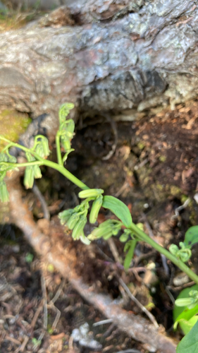 three-leaved rattlesnake root
