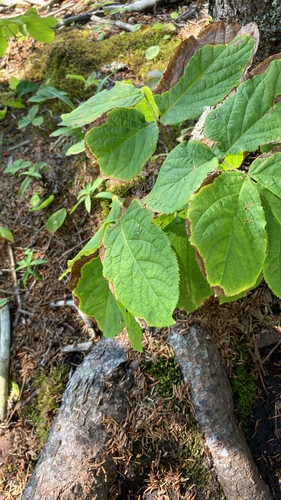 wild sarsaparilla