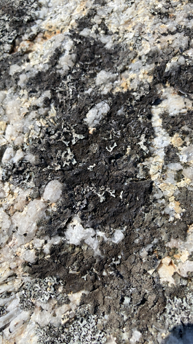 Shield Lichens, Sunburst Lichens, Rosette Lichens, and Allies