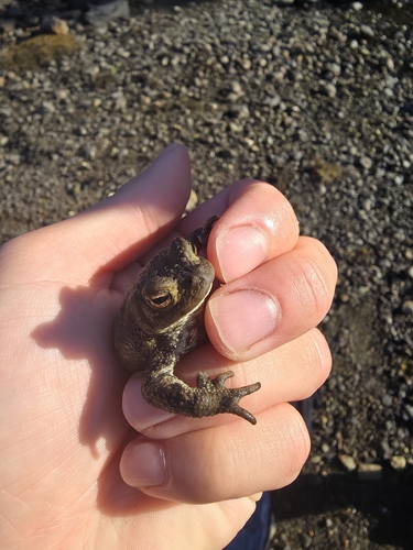 European Toad