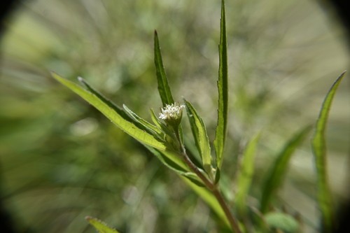 False Daisy