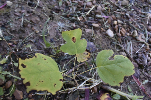 American tuliptree