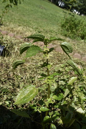 Canada clearweed