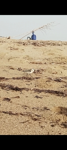 Little Stint