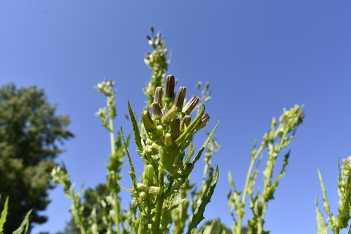 American burnweed
