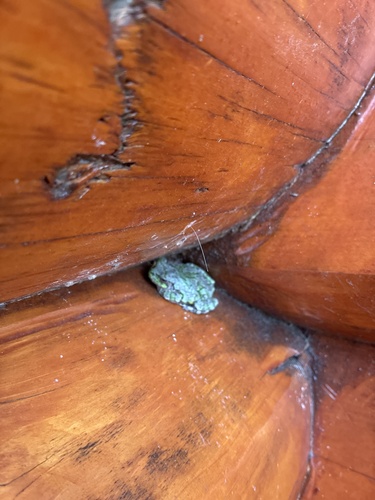 Gray Treefrog