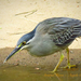 Striated Heron - Photo (c) Christine A. Chua, all rights reserved