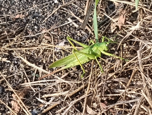 Eastern Green Bush-cricket