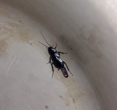 Oriental Cockroach