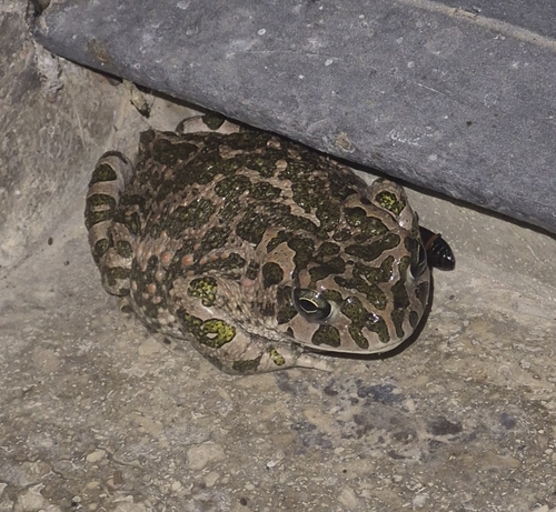 Green Toad