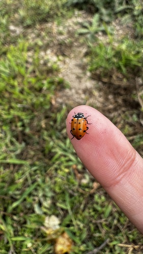 Convergent Lady Beetle