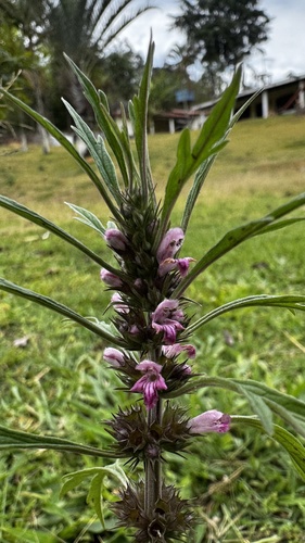 Chinese motherwort