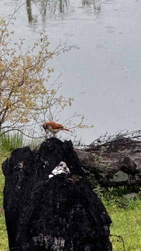Wing-banded Hornero