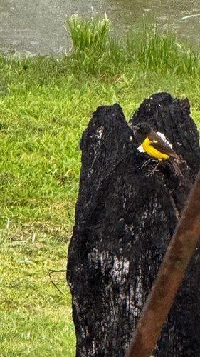 Yellow-rumped Marshbird