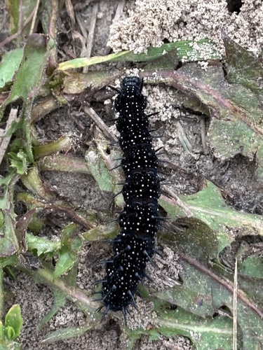 European Peacock Butterfly