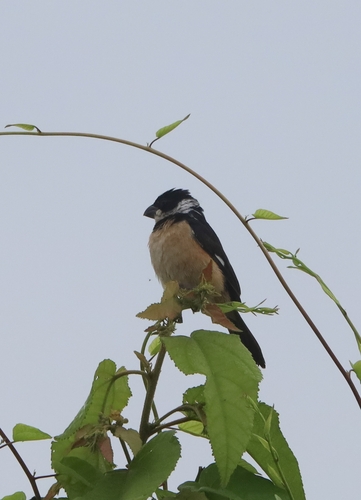 Cinnamon-rumped Seedeater (Sporophila torqueola)