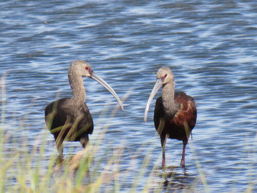 White-faced Ibis