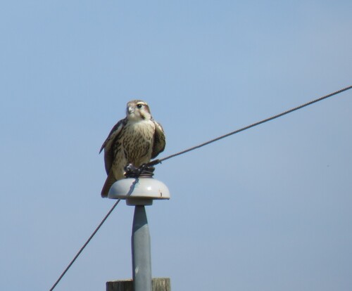 Prairie Falcon