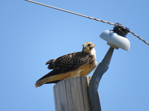 Swainson's Hawk