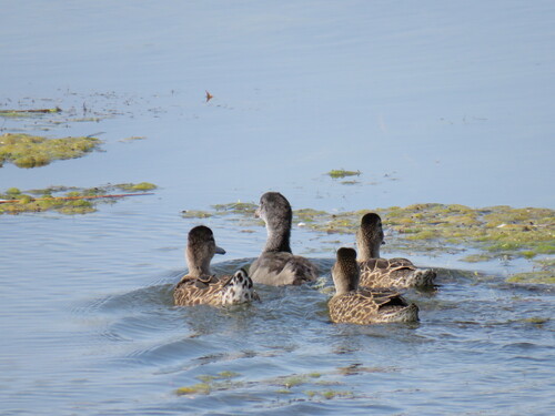 American Coot