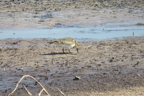 Baird's Sandpiper