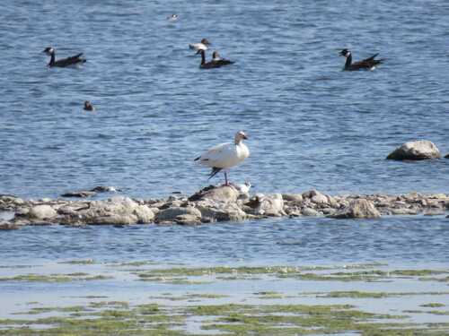 Snow Goose