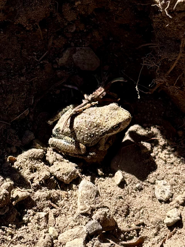 iNaturalist observation photo of Pacific chorus frog