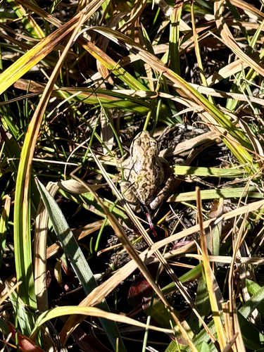 iNaturalist observation photo of Pacific chorus frog