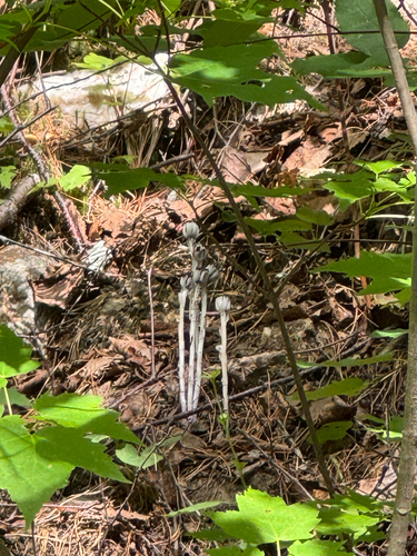Ghost Pipe