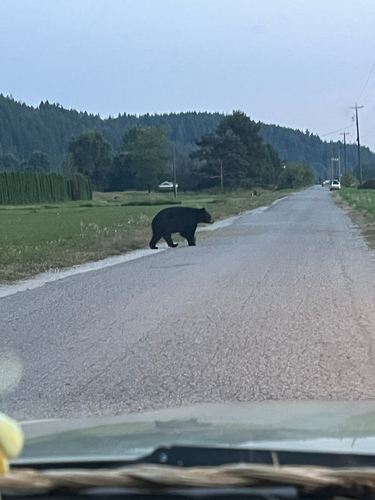 Black Bear sighting near Middleton Rd