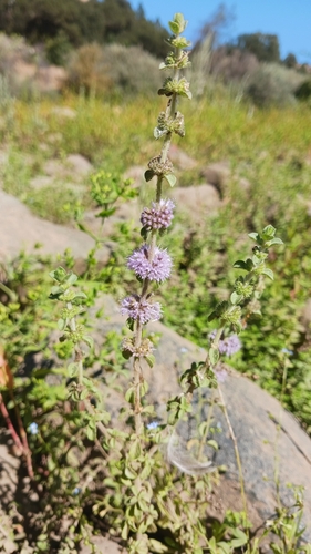 Pennyroyal